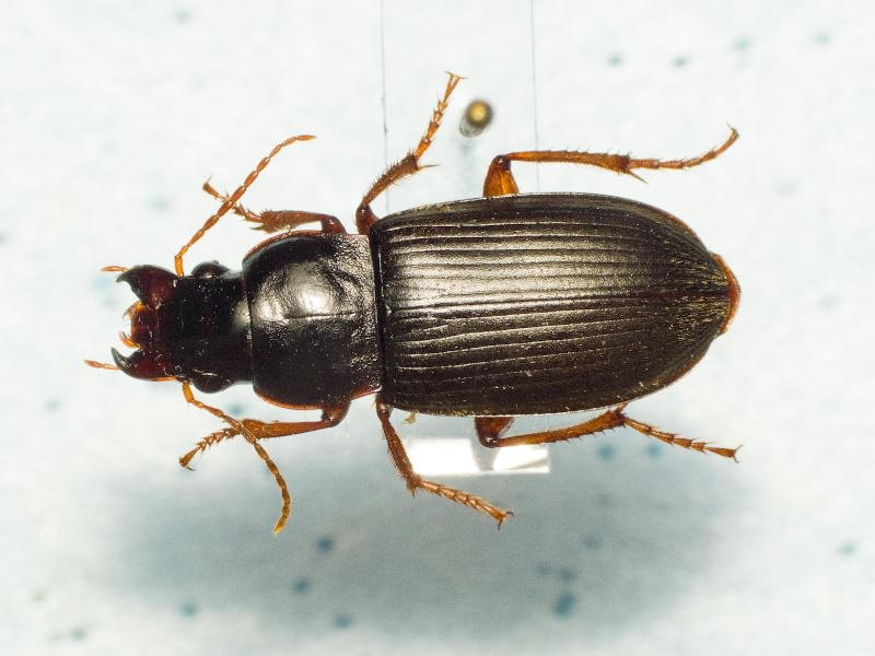 Pseudoophonus rufipes (De Geer, 1774)